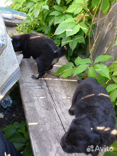 Щенок от маленькой собачки