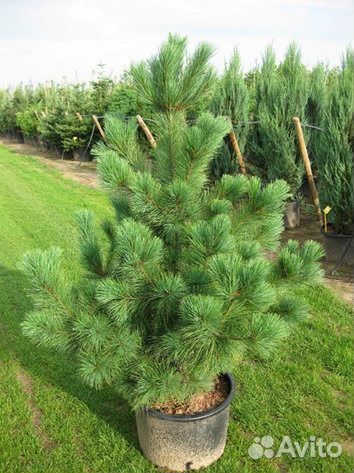 Сосна румелийская