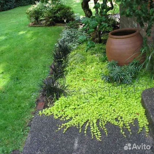 Вербейник монетчатый