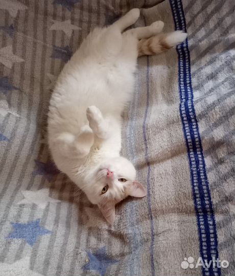 Кот молодой в добрые руки