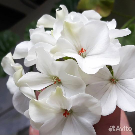 Герань пеларгония белая