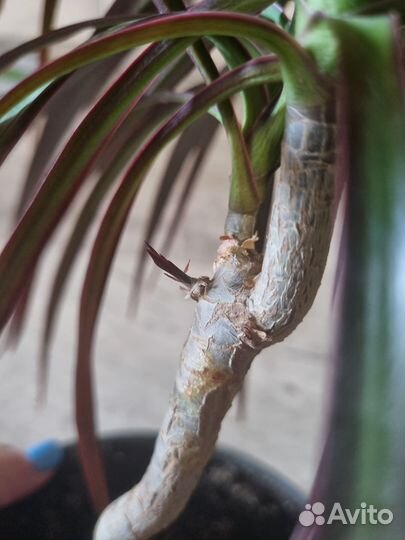 Драцена окаймленная