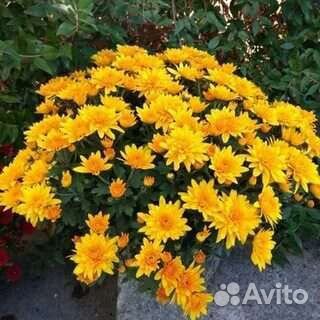 Хризантема мультифлора Желтый Взрыв