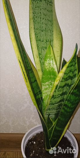 Сансевиерия Футура Суперба