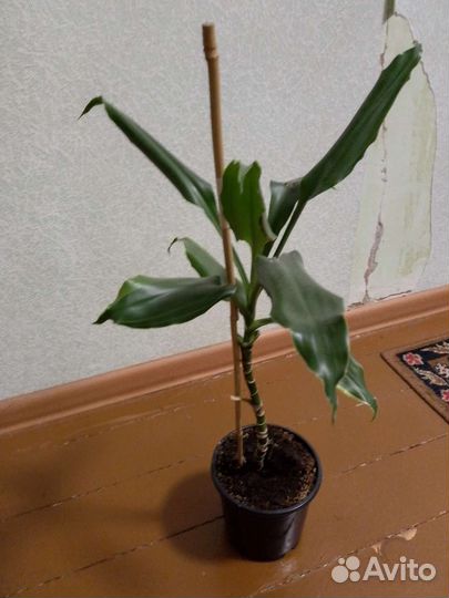 Комнатные цветы