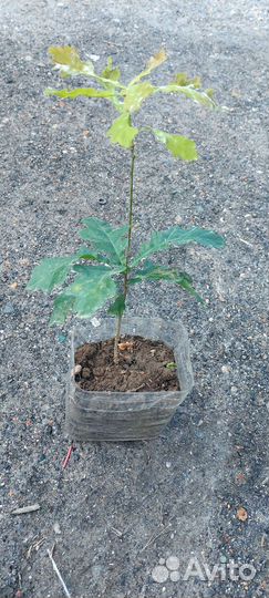 Саженцы дуб