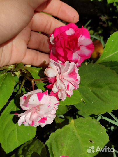 Бальзамин махровый