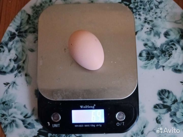 Инкубационные яйцо