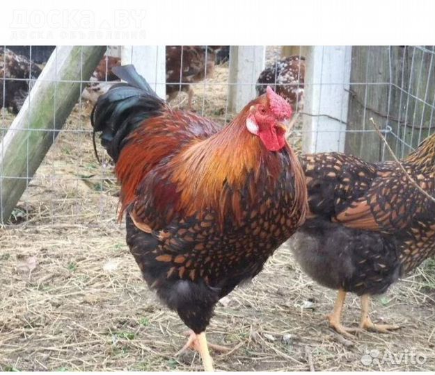 Домашняя птица