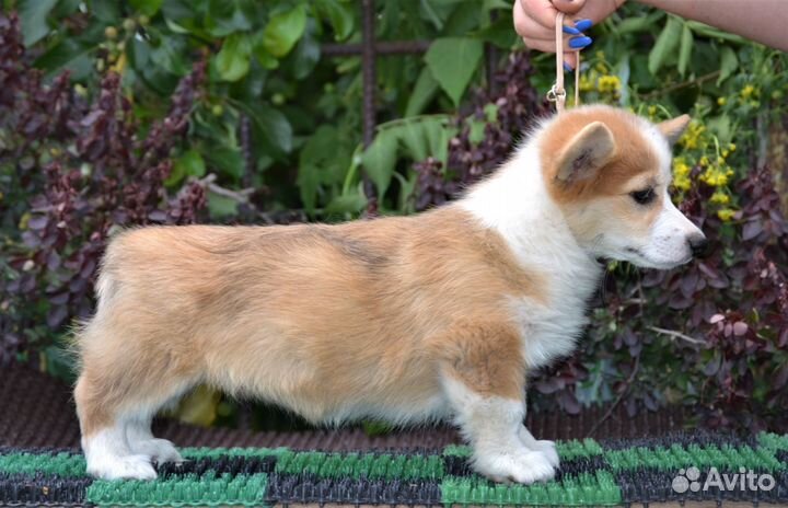 Корги детки