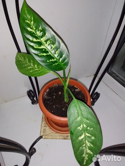 Диффенбахия (Dieffenbachia amoena)