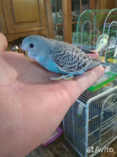 Попугаи волнистые от 1 месяца