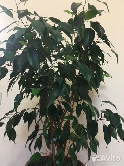 Фикус Бенджамина