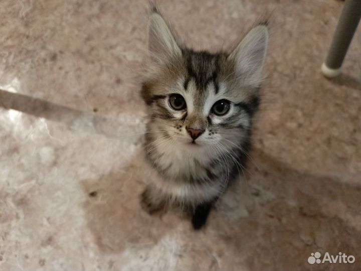 Котята в добрые руки девочки