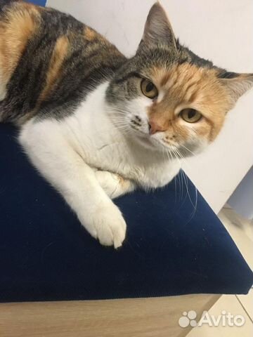 Кошка