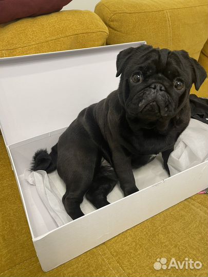 Мопс вязка мальчик