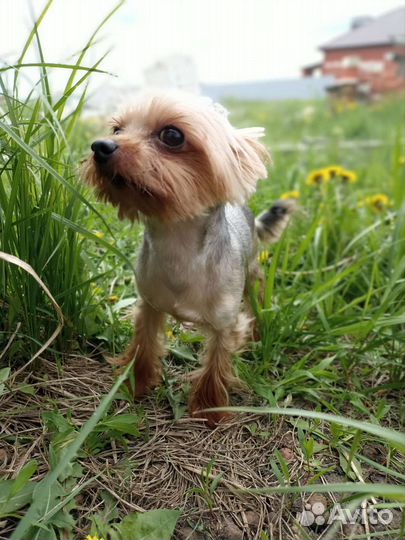 Вязка, бронь щенков