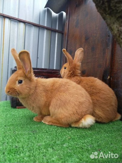 Кролик нзк