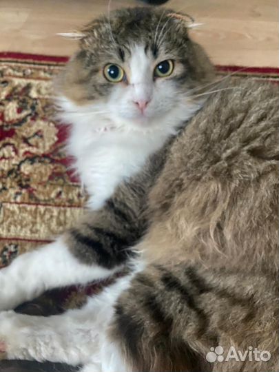 Котика в добрые руки