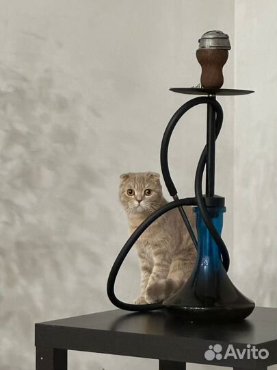 Кошка для вязки шотландская вислоухая