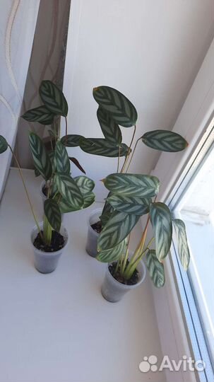 Калатея Ктенанта