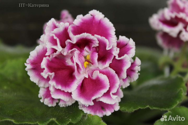 Фиалки детки