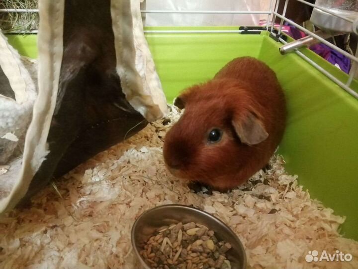 Передержка, дрессировка, ветуслуги, зоотакси