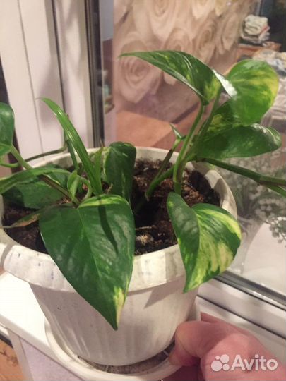 Березка вьющая