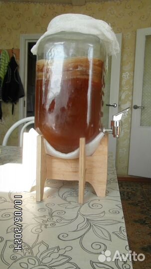 Чайный гриб комбуча