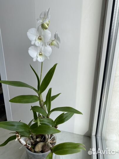 Орхидея дендробиум-фаленопсис