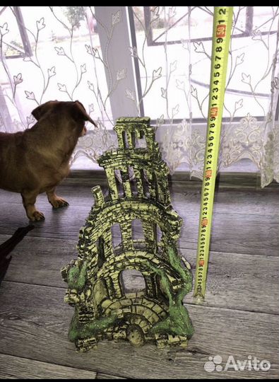 Коряга мангровая