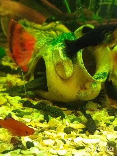 Аквариумные рыбки