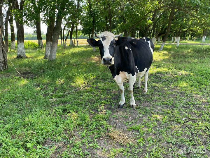 Продаются коровы и телочка