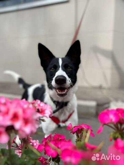 Собака из приюта в добрые руки
