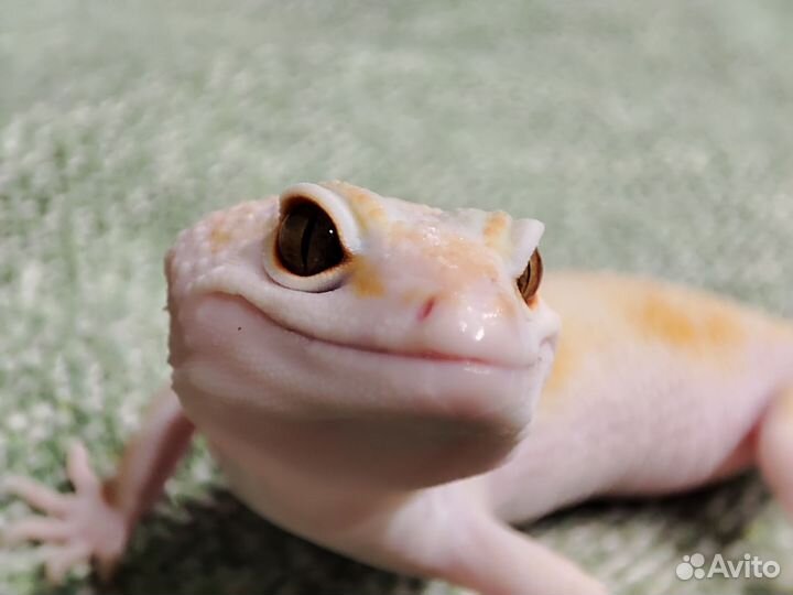 Ящерица геккон эублефар