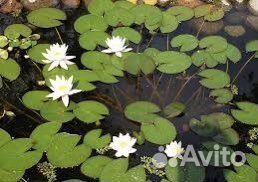 Водяная лилия (нимфея) белая