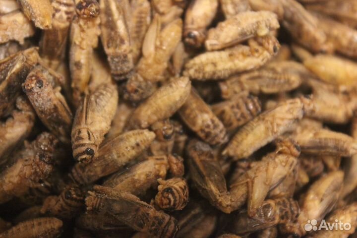 Замороженные сверчки