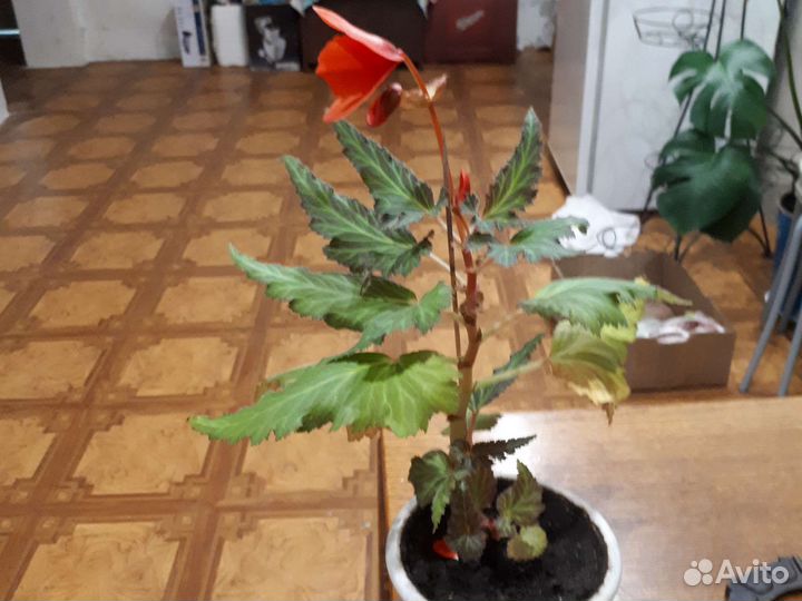 Комнатные цветы