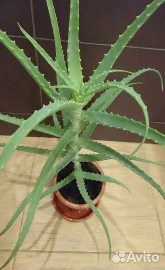 Отростки комнатных растений