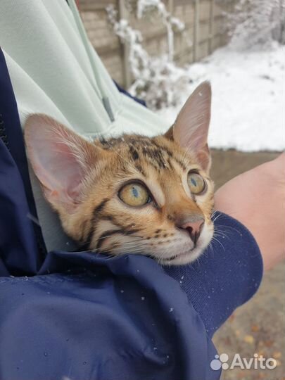 Бенгальские котята (несут радость и счастье в дом)