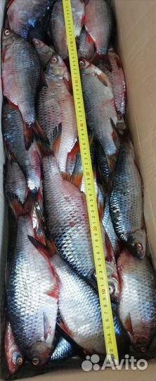 Рыба речная свежемороженая