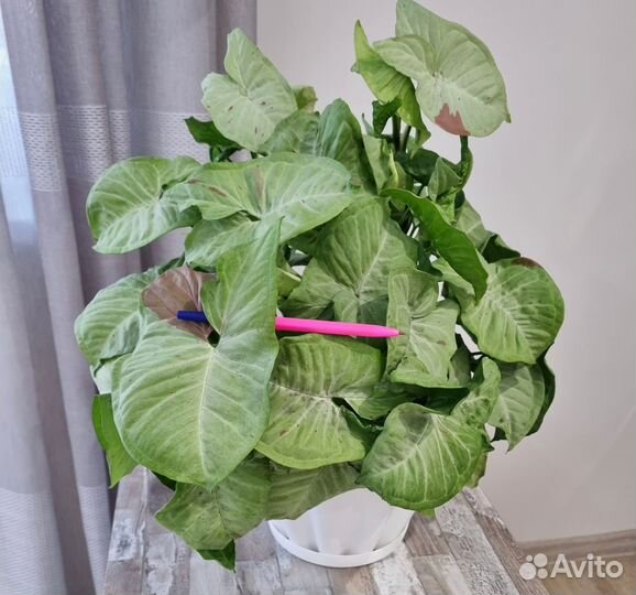 Сингониум Confetti