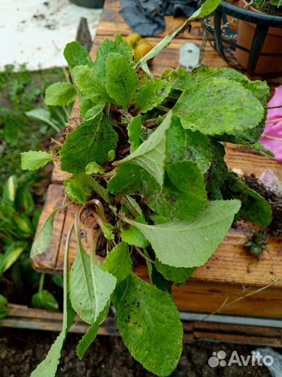 Многолетние растения для сада