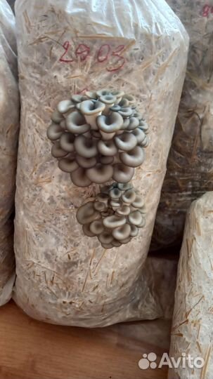 Грибные блоки вешенка