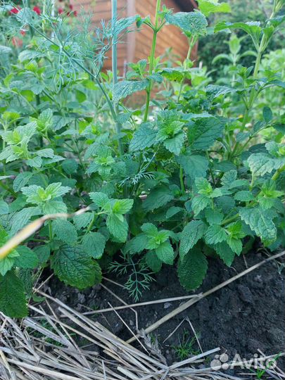 Душица, мята, мелисса