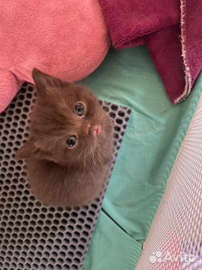 Шотландские котята