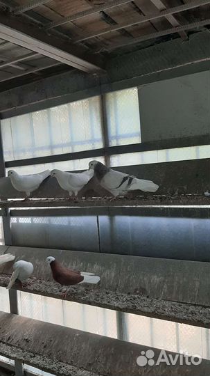 Продажа голубей