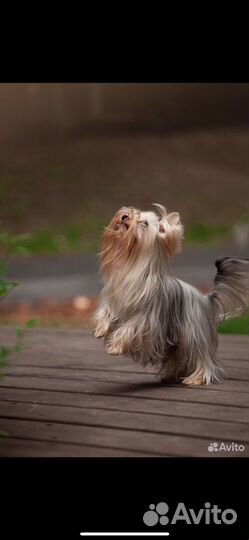 Щенки йорка мини беби фейс