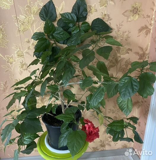 Гибискус махровый красный