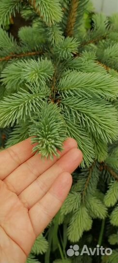 Голубая ель(карликовая)